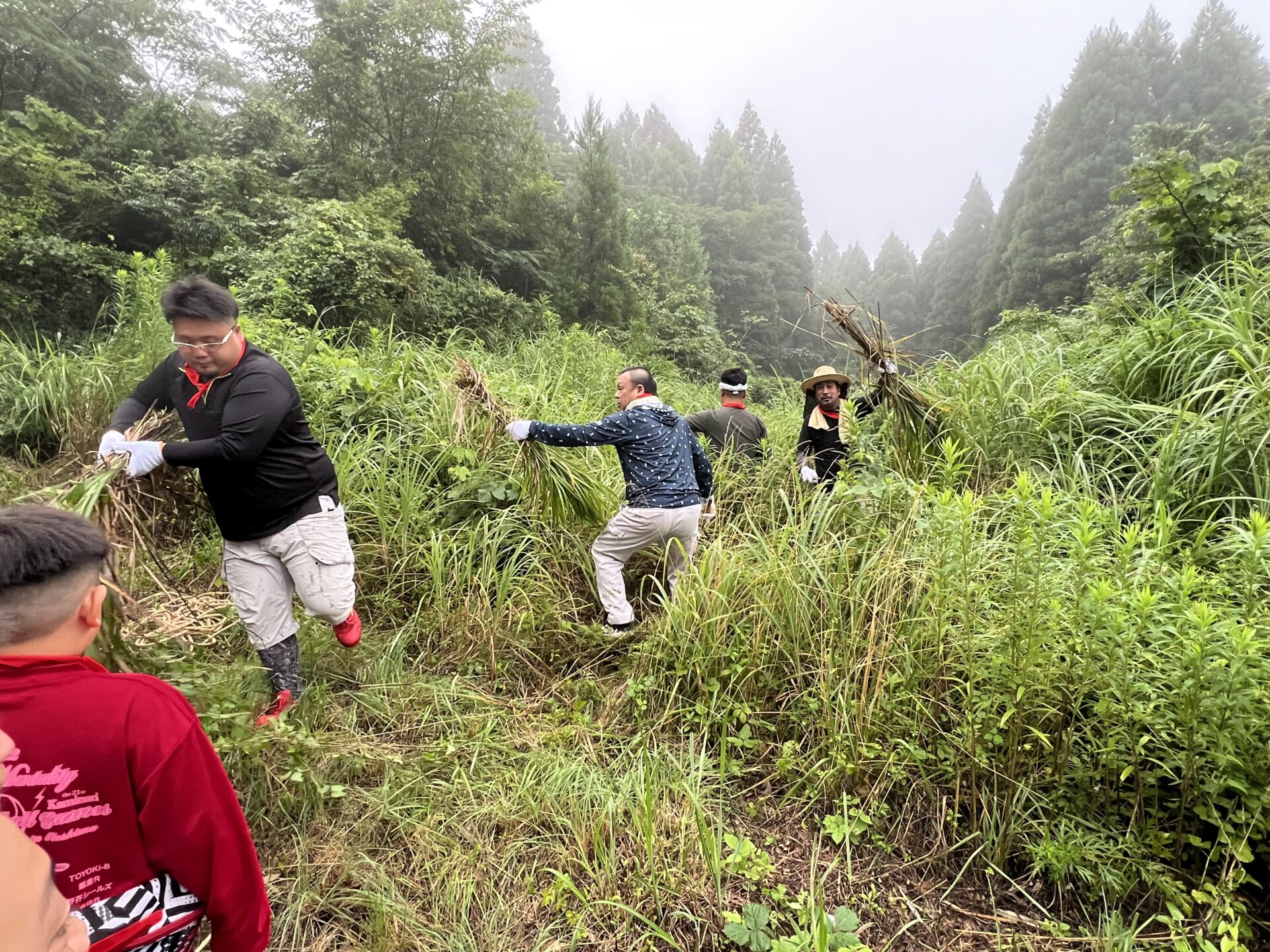 霧の朝に並ぶ茅と参加者たち（茅切り開始前の静けさ）