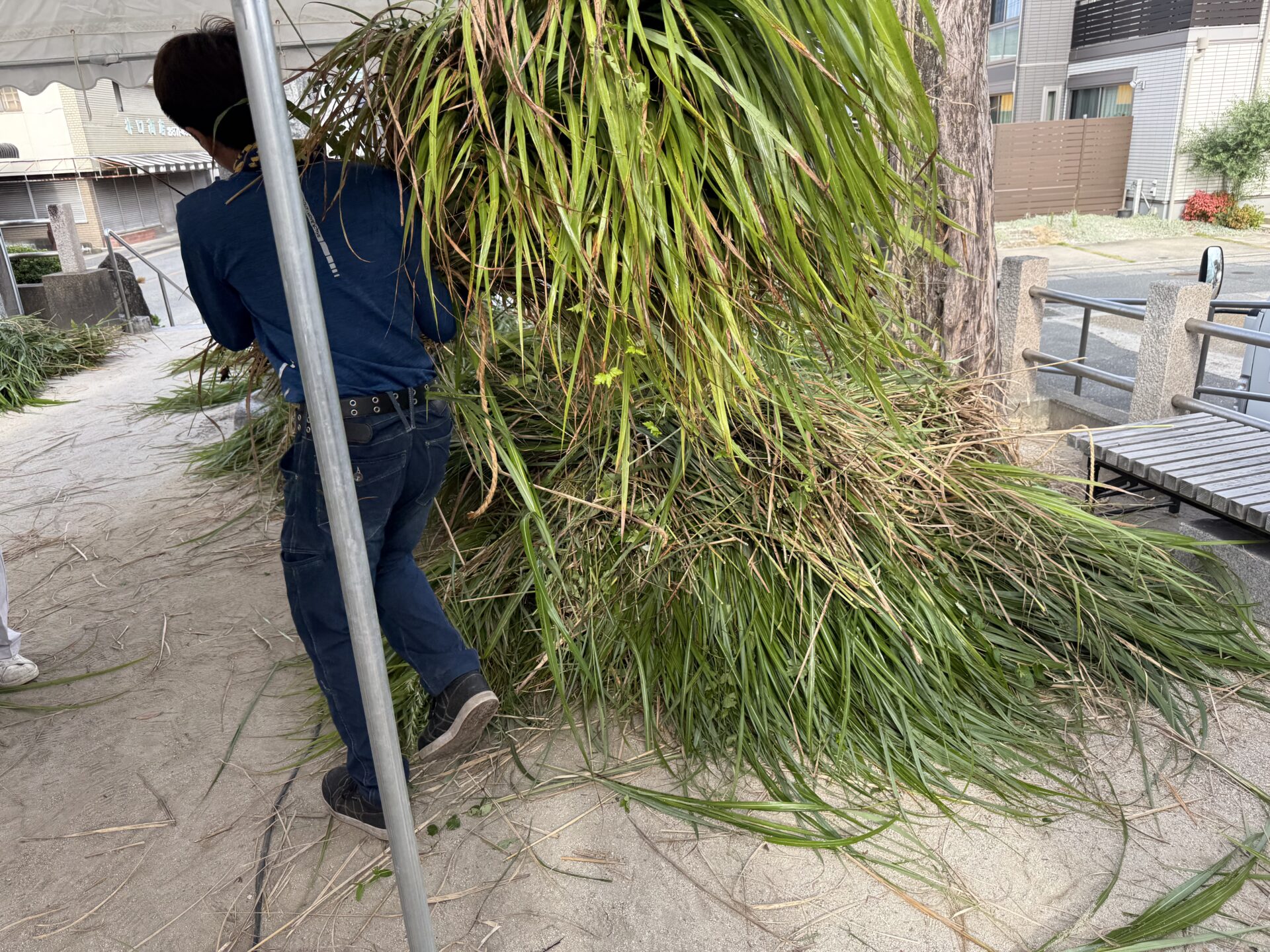 境内に積み上げられた大量のカヤ