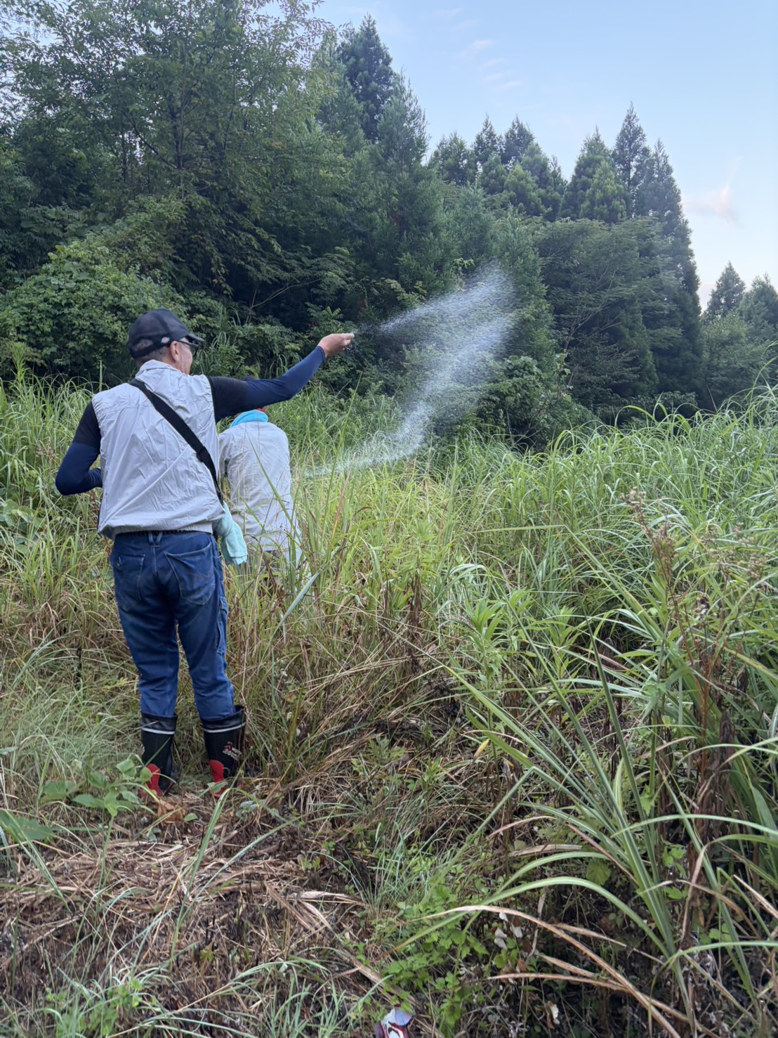 カヤを刈る前に塩をまく様子
